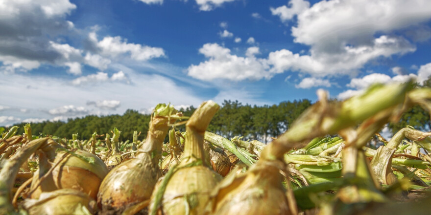 Eenduidige berekening milieufootprint met 'HortiFootprint'
